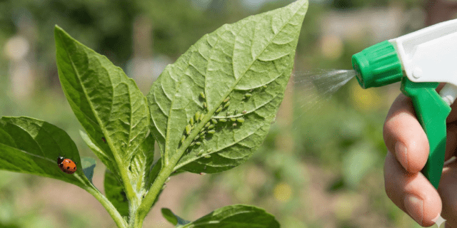 14-day aphid eradication protocol.
