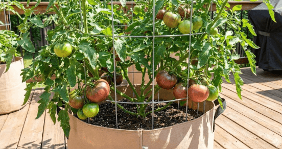 The No-Nonsense Guide to Growing Tomatoes in Containers (Stop Using 5-Gallon Buckets)