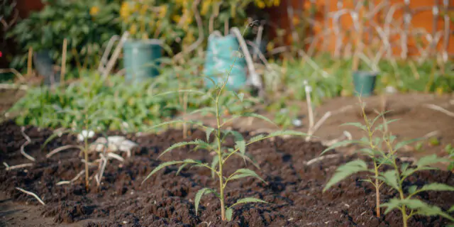 backyard gardening planting