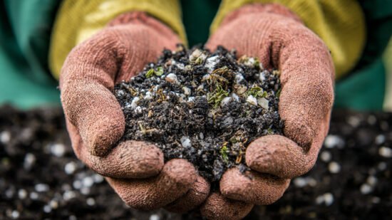 Comparison of healthy tomato plant versus plant damaged by persistent herbicides in bulk compost.