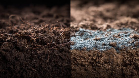 Comparison of healthy soil using organic fertilizer versus dry soil using synthetic chemicals.